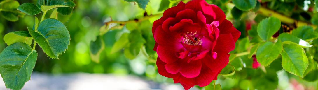 Red Flower in the Secret Garden